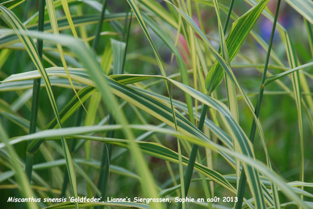 Miscanthus sinensis 'Goldfeder'